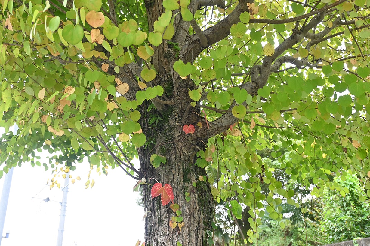 庭や室内で育てやすい木は? シンボルツリーや鉢植えにおすすめ20選 | となりのカインズさん