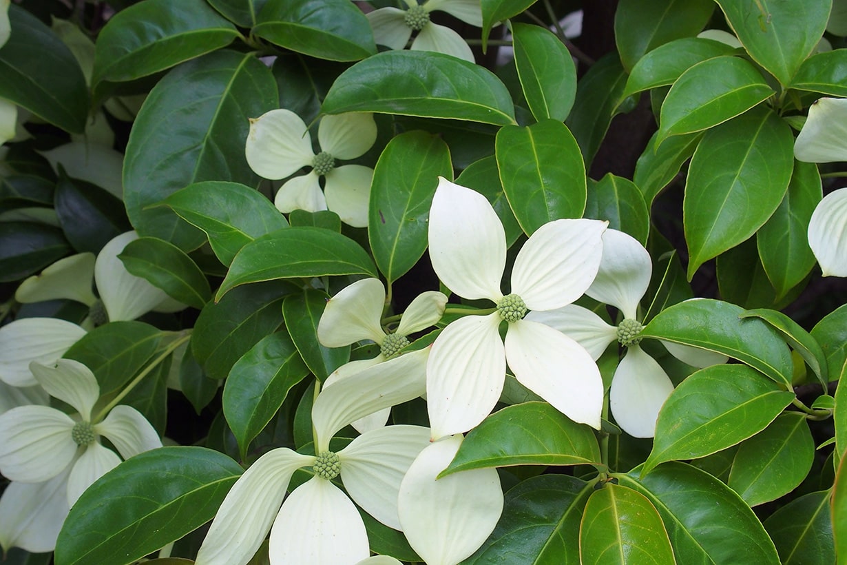 easy-tree19-min.jpg
