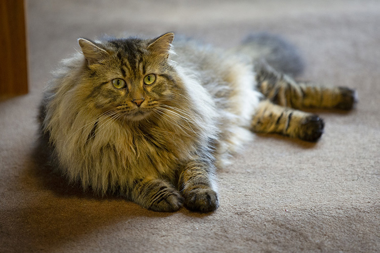 オシキャットはどんな猫？性格や特徴、ルーツなどを紹介します となりのカインズさん