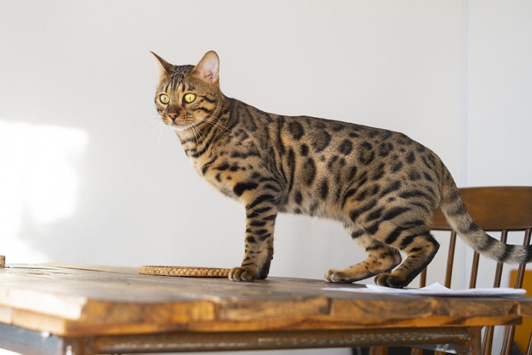 ベンガル猫はどんな猫？ 飼い方や性格、食べる餌などを紹介します