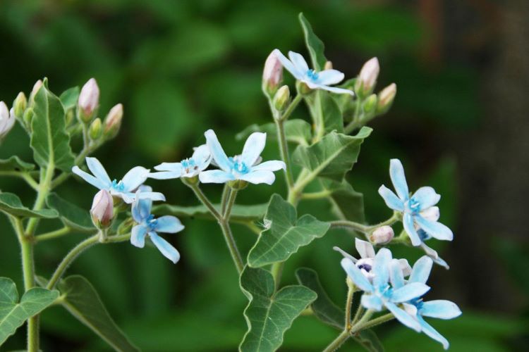 ブルースターの育て方｜花言葉が怖い？ 切り戻しの位置も詳しく解説