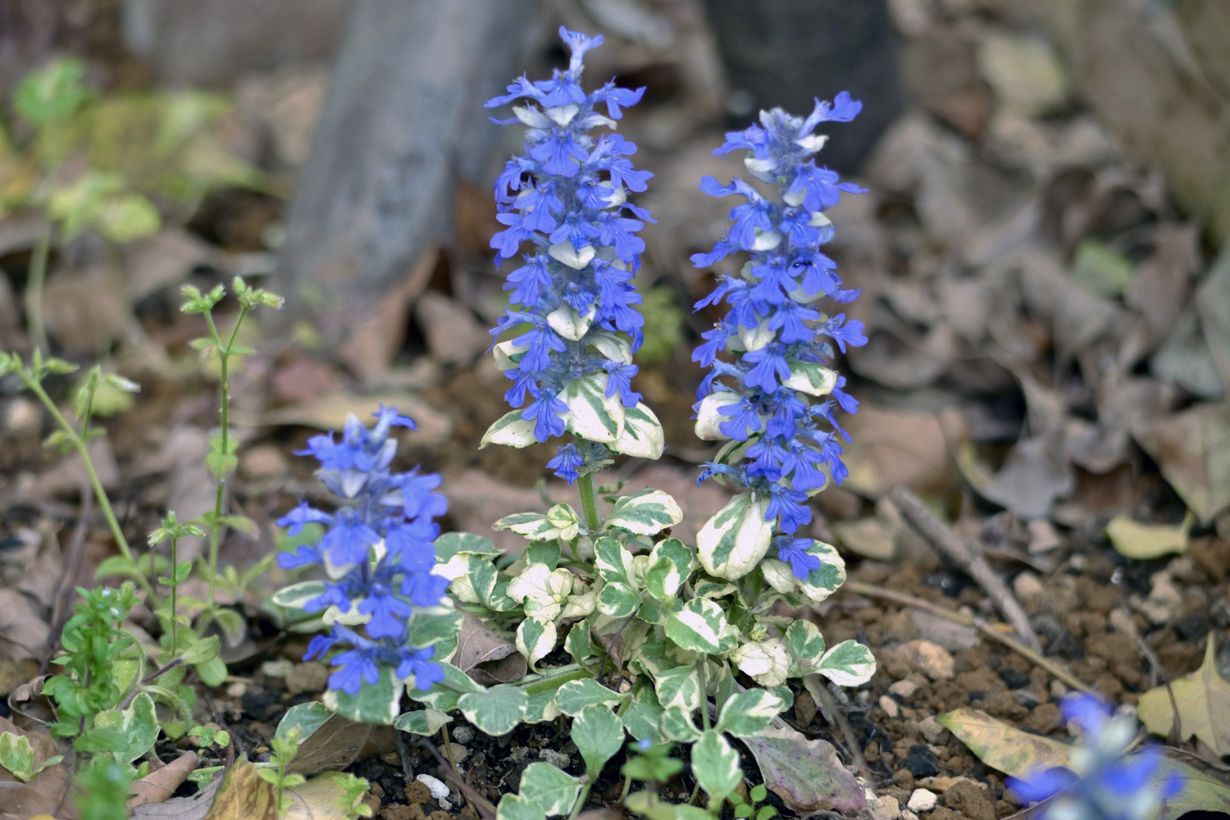 アジュガの育て方｜主な種類やグランドカバーにおすすめの理由も解説