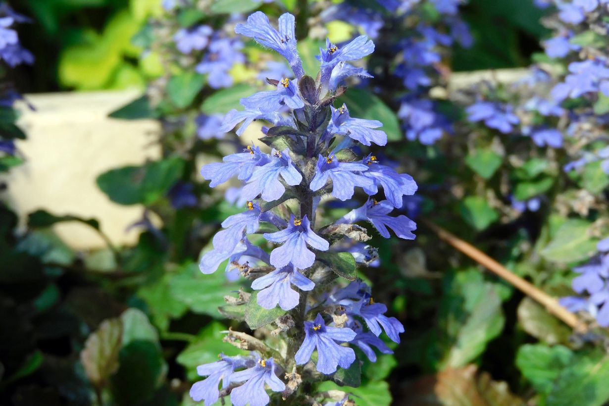 アジュガの育て方｜主な種類やグランドカバーにおすすめの理由も解説