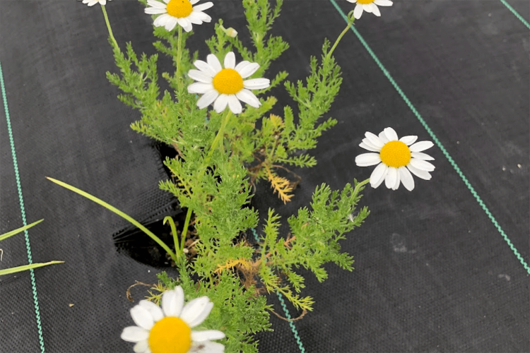 カモミールの栽培｜栽培に適した日当たりや風通し、肥料などを紹介し