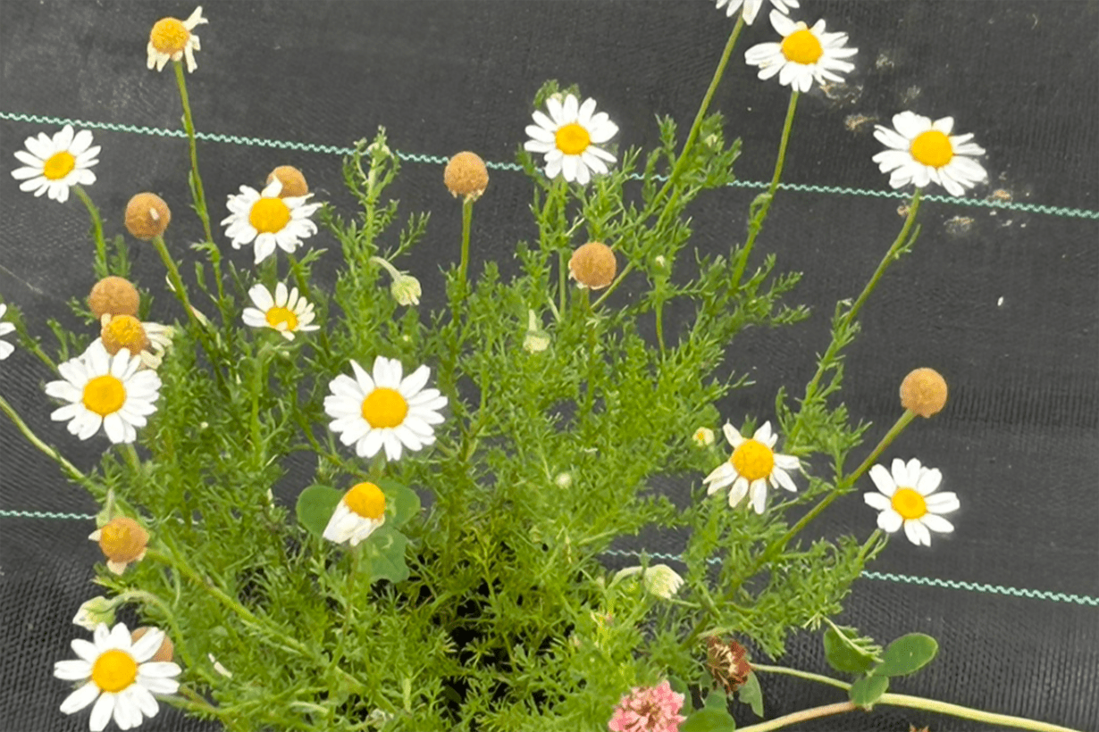 カモミールの栽培｜栽培に適した日当たりや風通し、肥料などを紹介し