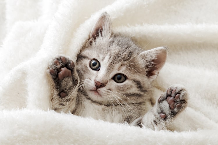 猫の肉球はなんのためにある？ 役割やケアについて獣医師に聞いてみた