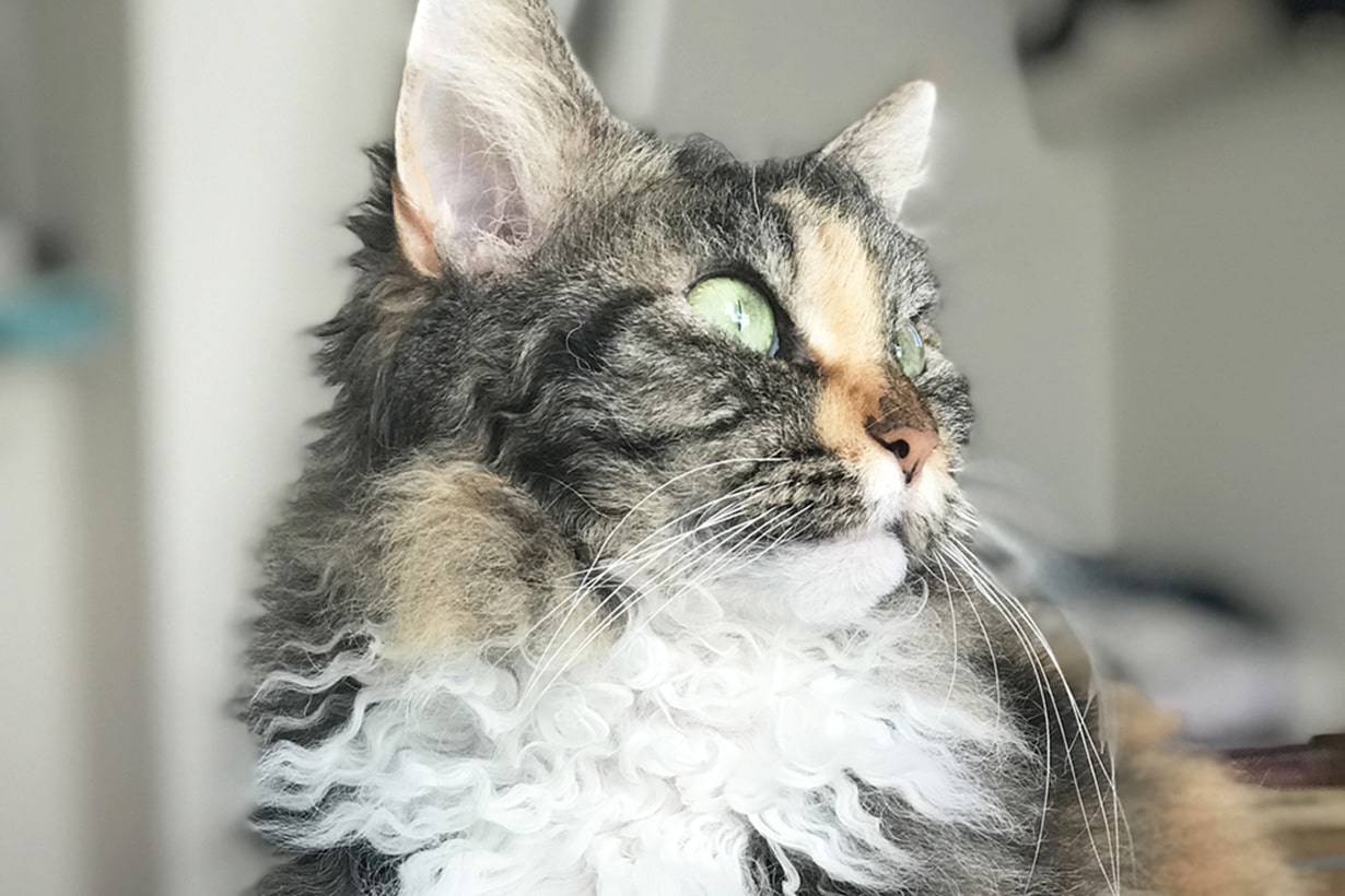 ラパーマ 猫
