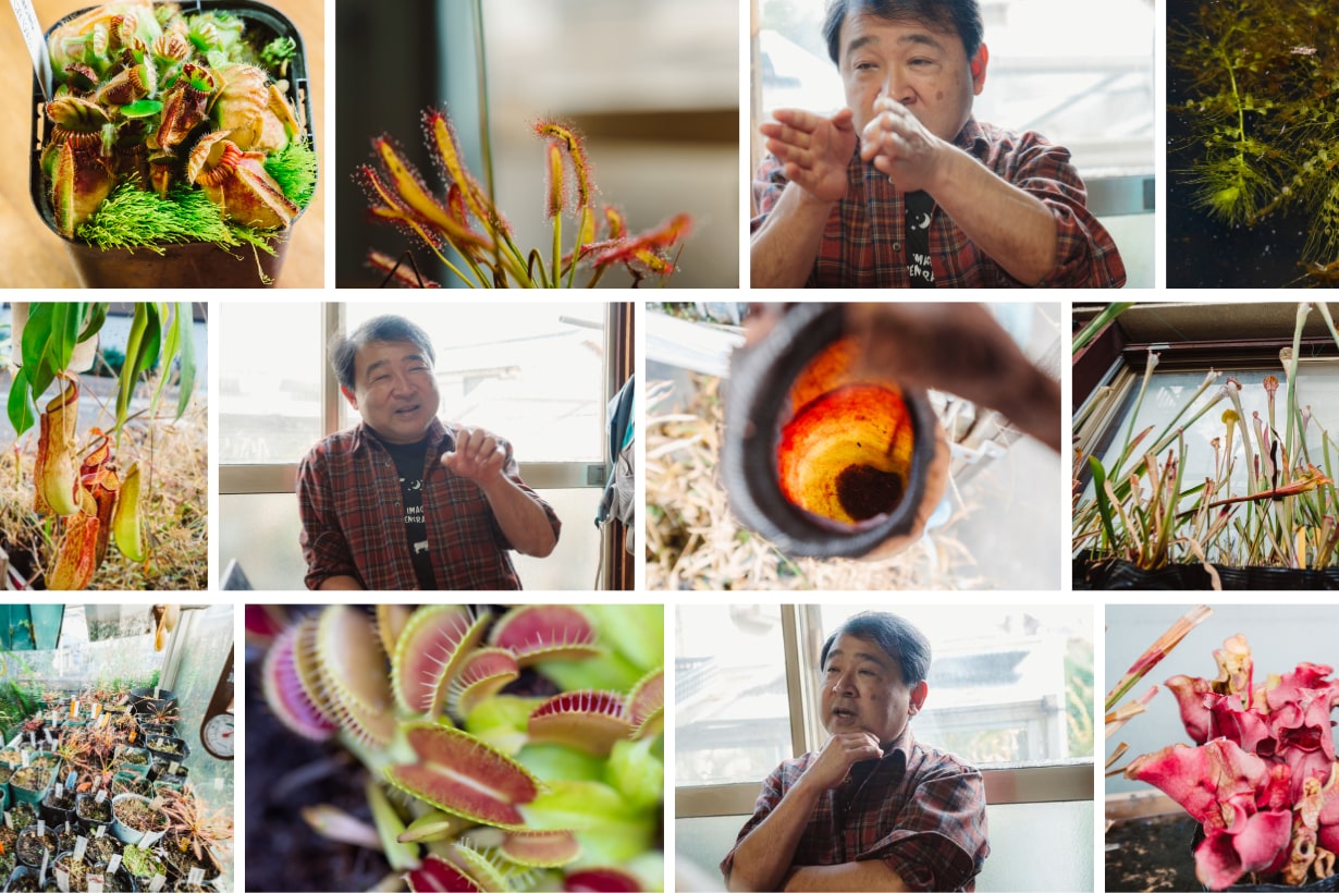 食物連鎖の下克上！ 魅惑の生物「食虫植物」の生態とは？ 食虫