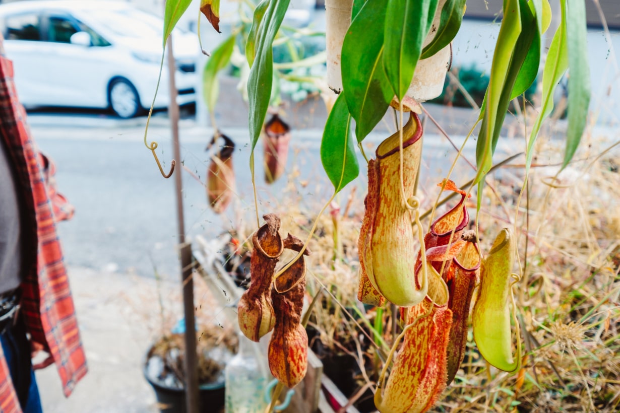 食物連鎖の下克上！ 魅惑の生物「食虫植物」の生態とは？ 食虫植物愛好
