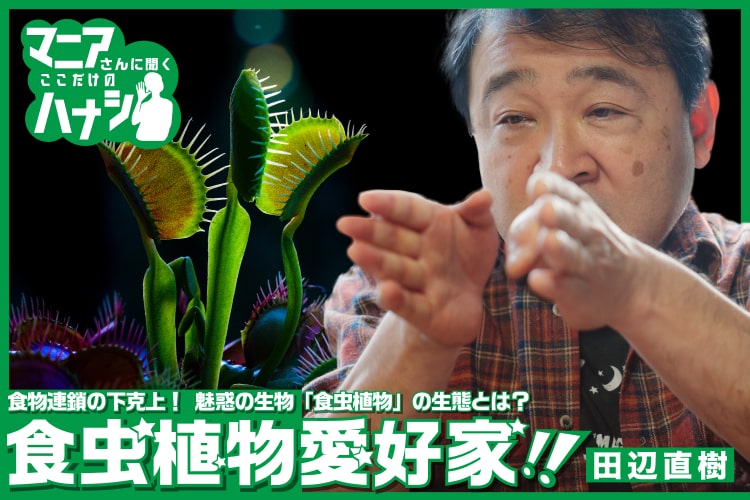 食物連鎖の下克上！ 魅惑の生物「食虫植物」の生態とは？食虫植物愛好家・田辺直樹