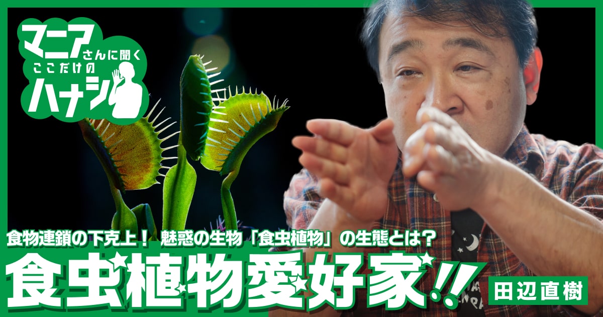 食物連鎖の下克上！ 魅惑の生物「食虫植物」の生態とは？ 食虫植物愛好