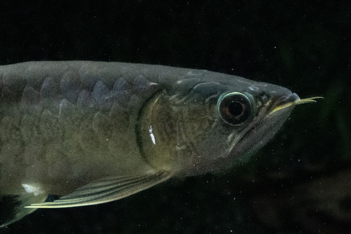 【アロワナ育成ガイド】おすすめの水槽から餌まで。寿命や最大サイズ、混泳魚を紹介 | となりのカインズさん