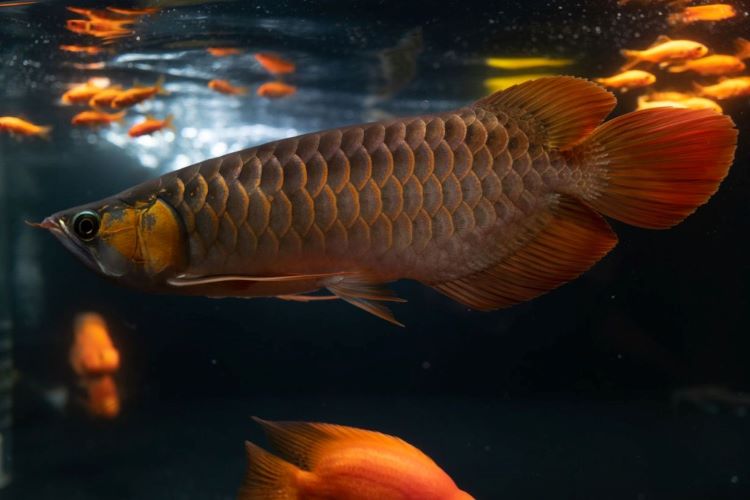 【アロワナ育成ガイド】おすすめの水槽から餌まで。寿命や最大サイズ、混泳魚を紹介