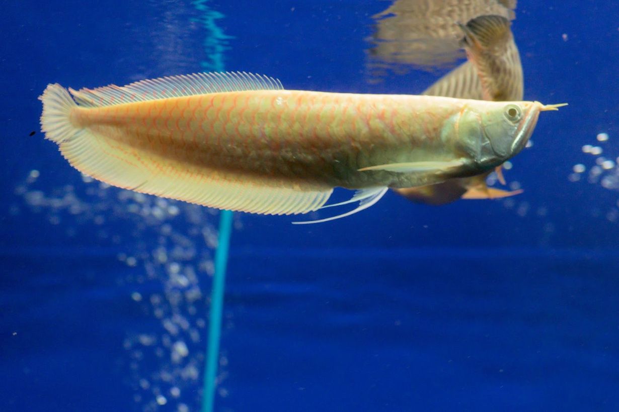 【アロワナ育成ガイド】おすすめの水槽から餌まで。寿命や最大サイズ、混泳魚を紹介 | となりのカインズさん