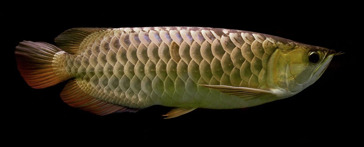 【アロワナ育成ガイド】おすすめの水槽から餌まで。寿命や最大サイズ、混泳魚を紹介 | となりのカインズさん