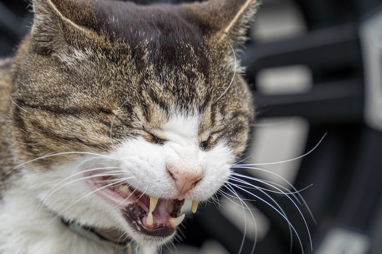 猫にもツライ花粉症！ 症状や対策、治療法を獣医師が解説