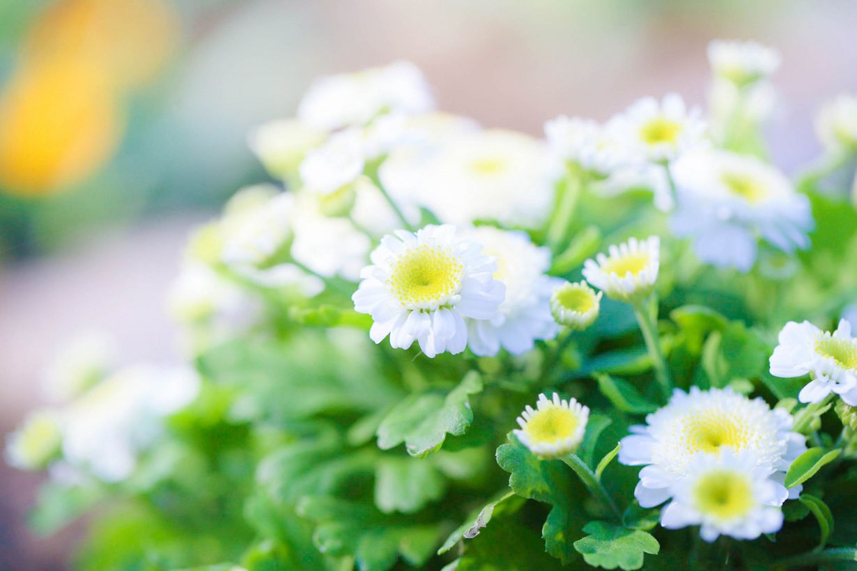 matricaria-how-to-grow_TOP-min.jpg