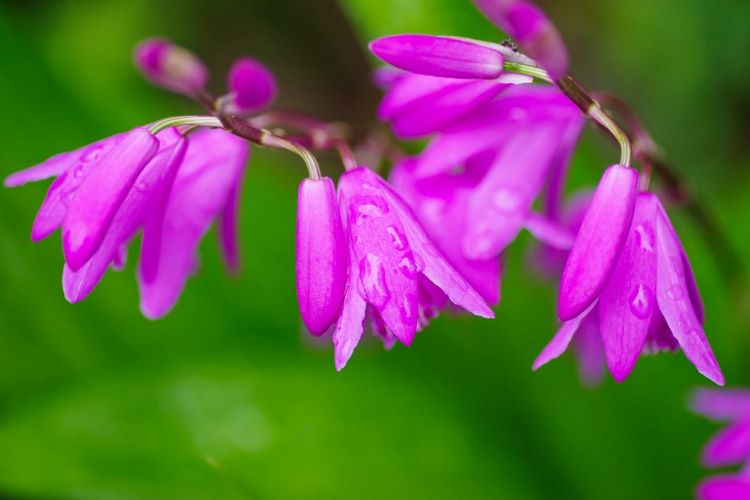 紫蘭（シラン）の育て方　好む日当たりや株分けの方法などを紹介します