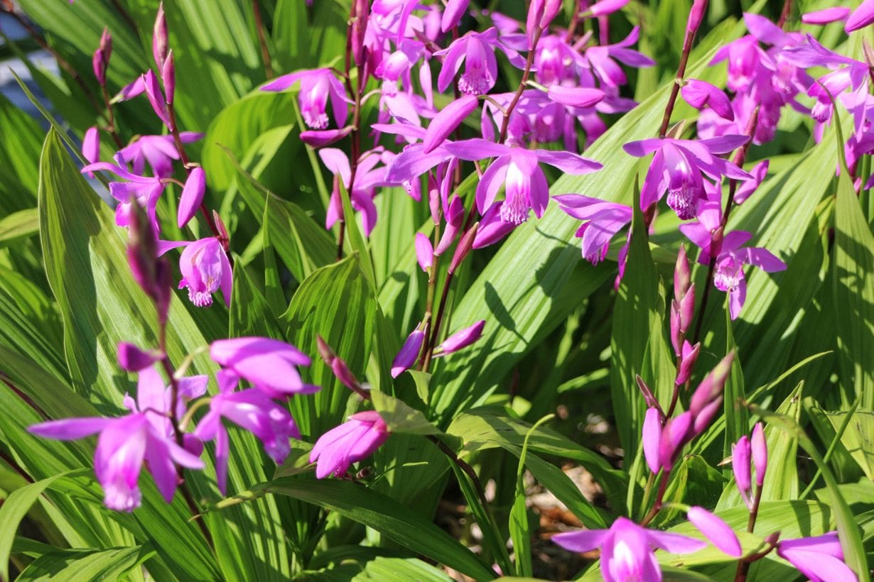 紫蘭（シラン）の育て方 好む日当たりや株分けの方法などを紹介します