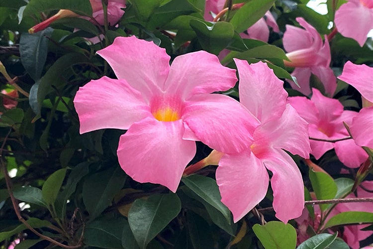 マンデビラの育て方　好む日当たりや肥料など管理の仕方を紹介します