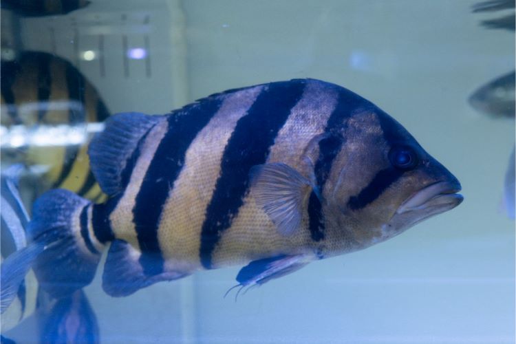 ダトニオは全部で何種類? 数年で値段が10倍以上!? 熱帯魚専門店『ベイサイドアクア』が解説