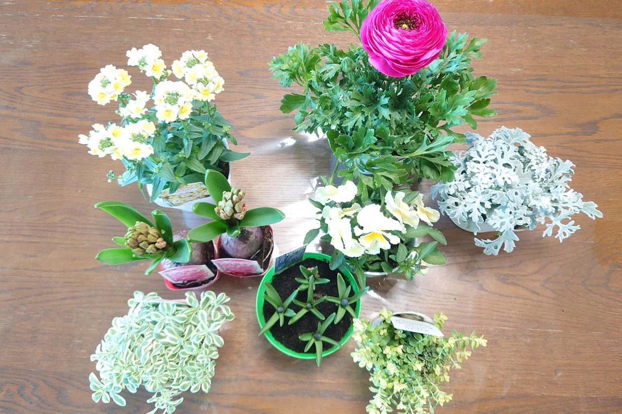 初心者おすすめ】芽出し球根でラナンキュラスを使った寄せ植えの作り方