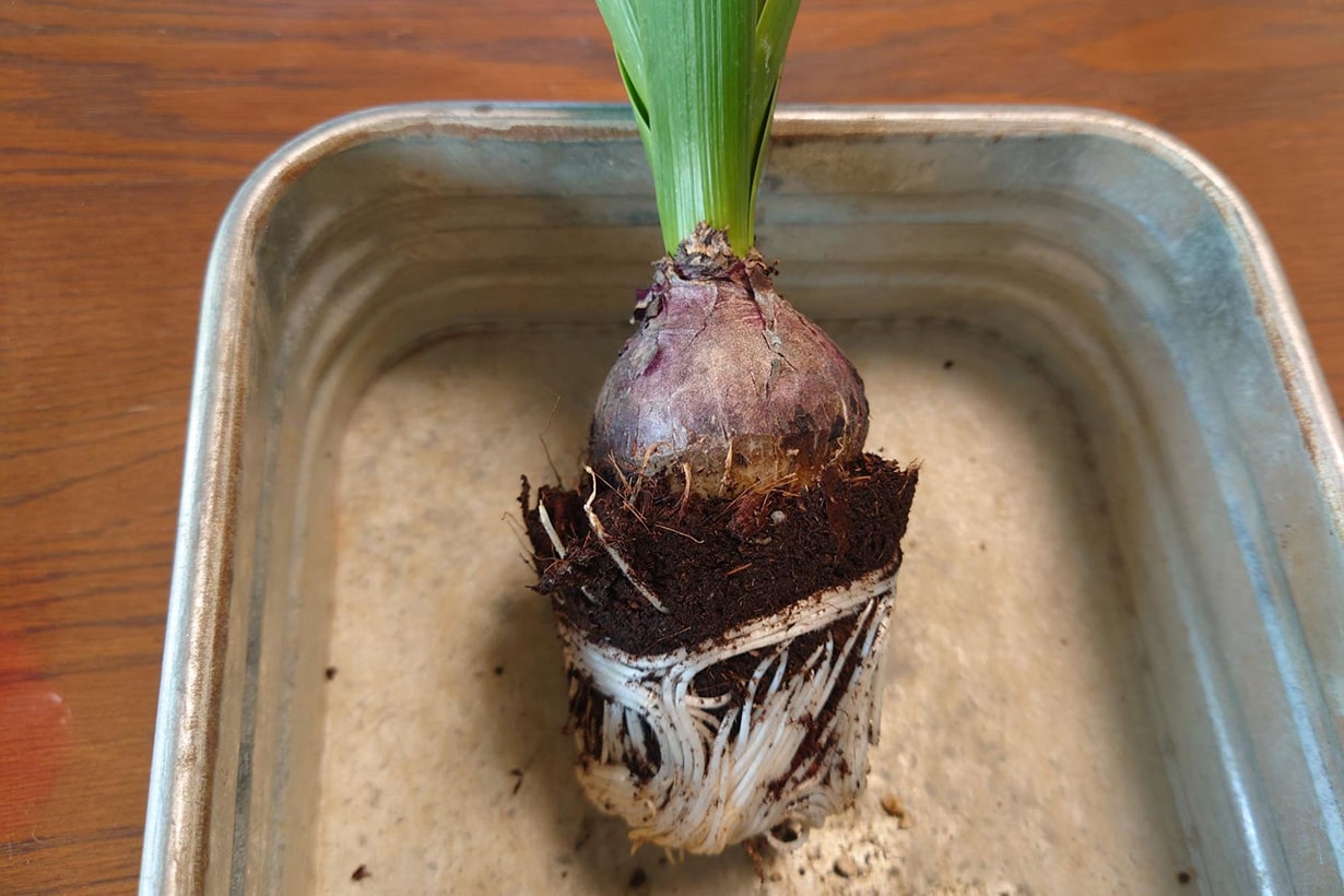 初心者おすすめ】芽出し球根でラナンキュラスを使った寄せ植えの作り方