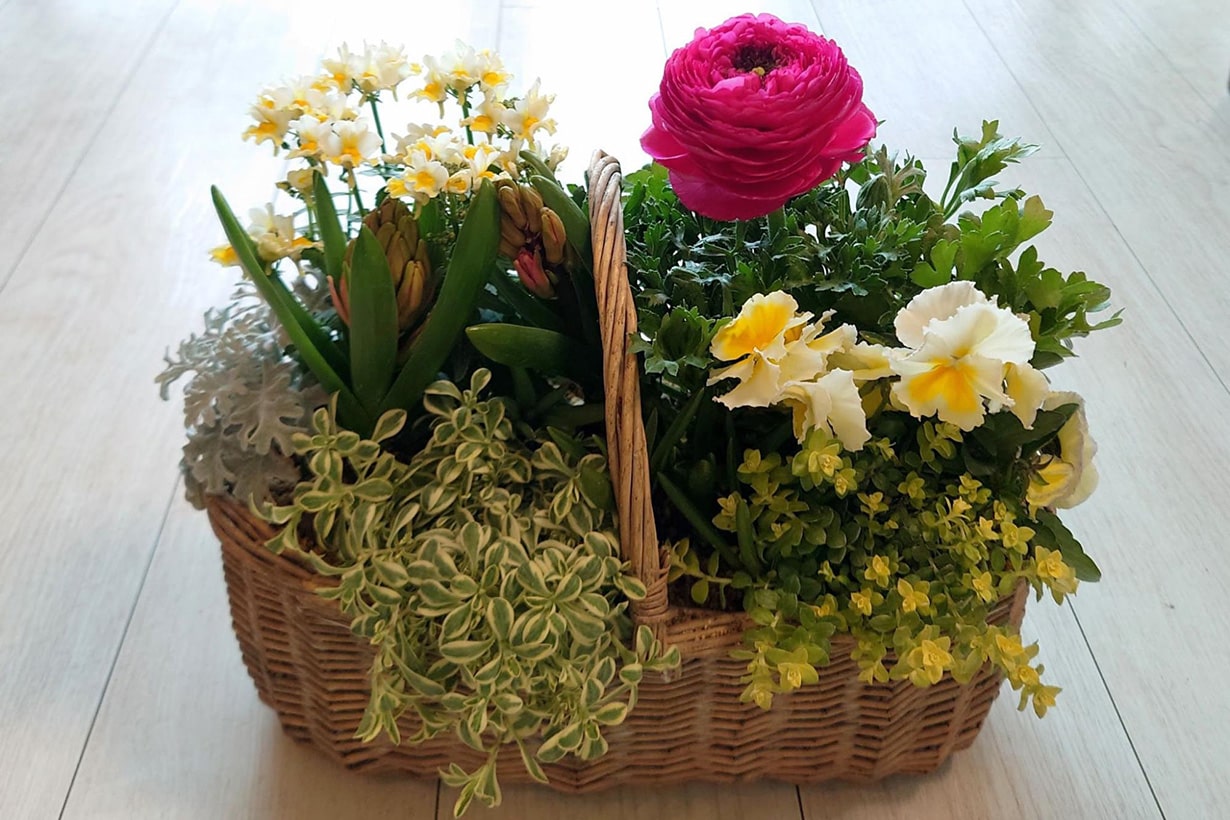 【参考例】ラナンキュラス　極小〜中サイズ球根の芽出しの様子 参考例】ラナンキュラス 極小〜中サイズ球根の芽出しの様子