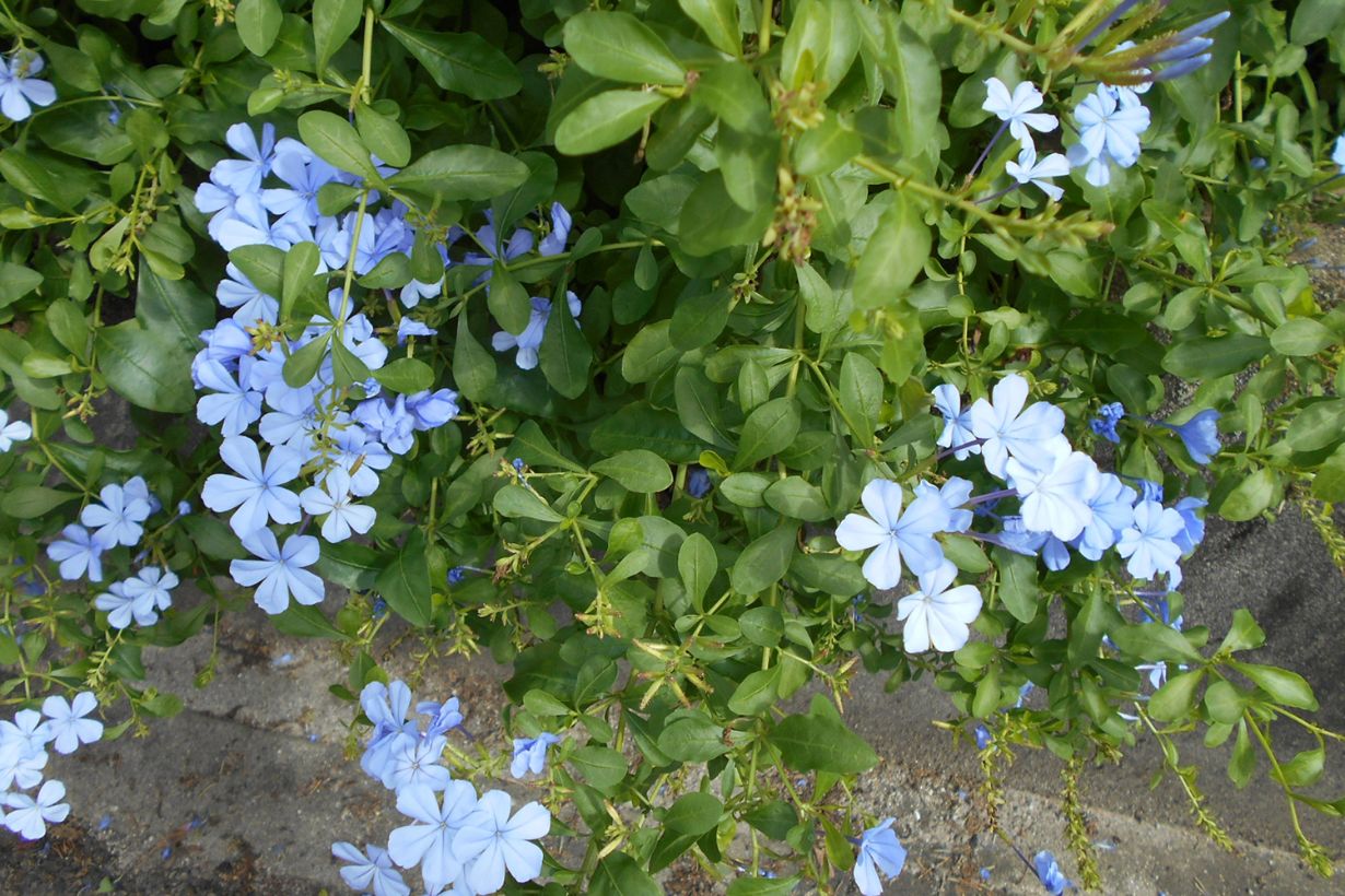 ルリマツリ（プルンパゴ）の育て方 栽培・管理の方法やお手入れの時期