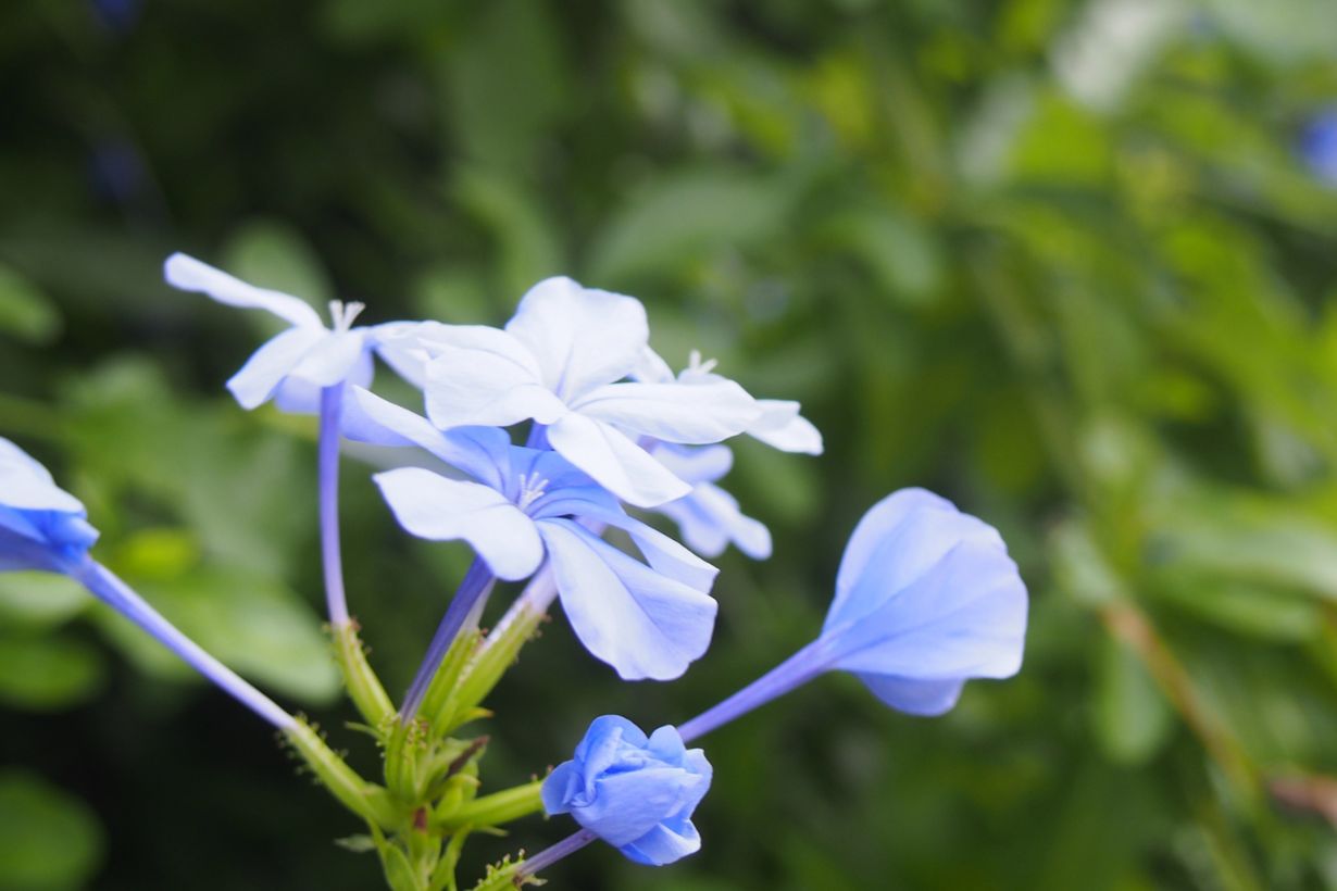 ルリマツリ（プルンパゴ）の育て方 栽培・管理の方法やお手入れの時期