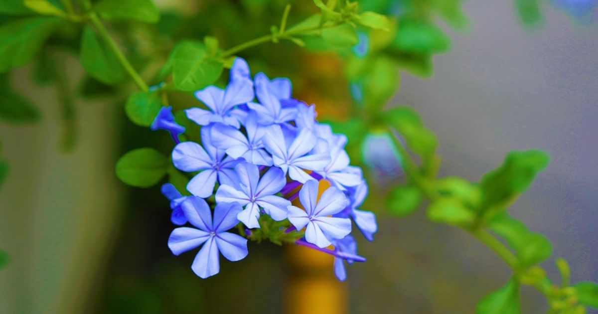 ルリマツリ（プルンパゴ）の育て方 栽培・管理の方法やお手入れの時期