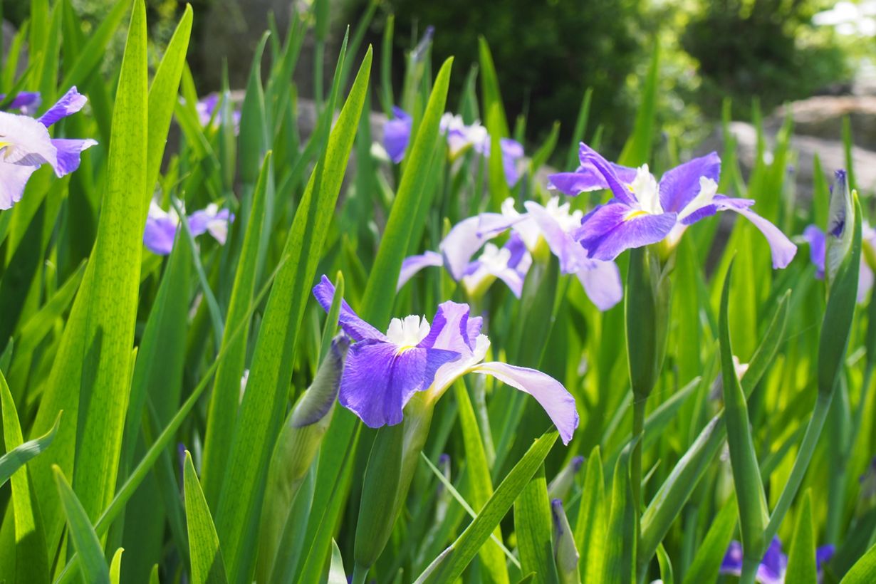 アヤメの花