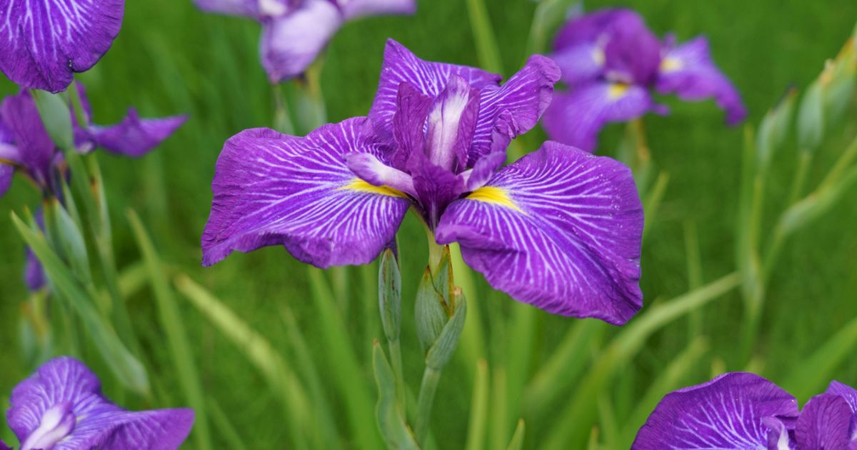 アヤメの育て方｜花言葉は？ 花菖蒲やカキツバタとの違いも解説