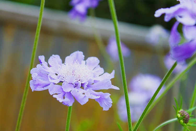 スカビオサ（マツムシソウ）の育て方　栽培のコツや剪定・植え替えの時期などを紹介