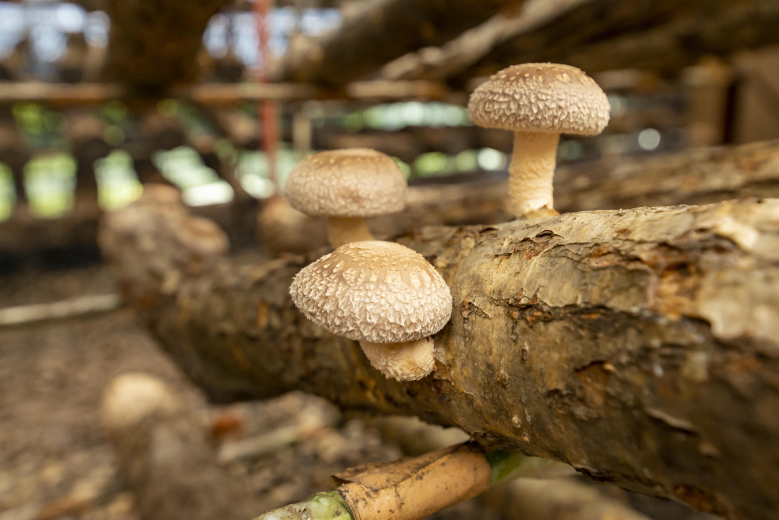 キノコの原木栽培