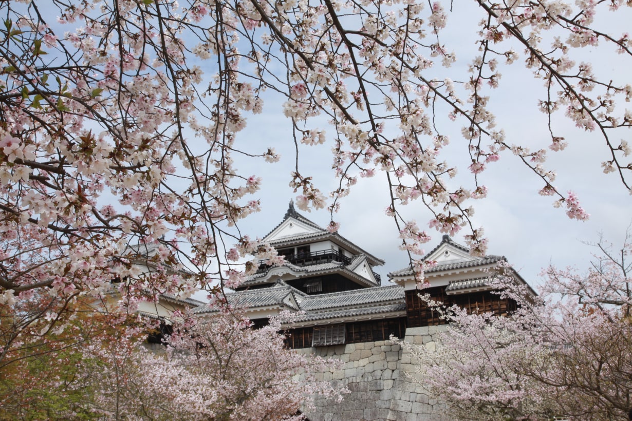 狂い咲きした桜を求め全国を駆け抜ける！ 桜マニア・中西一登 | となり