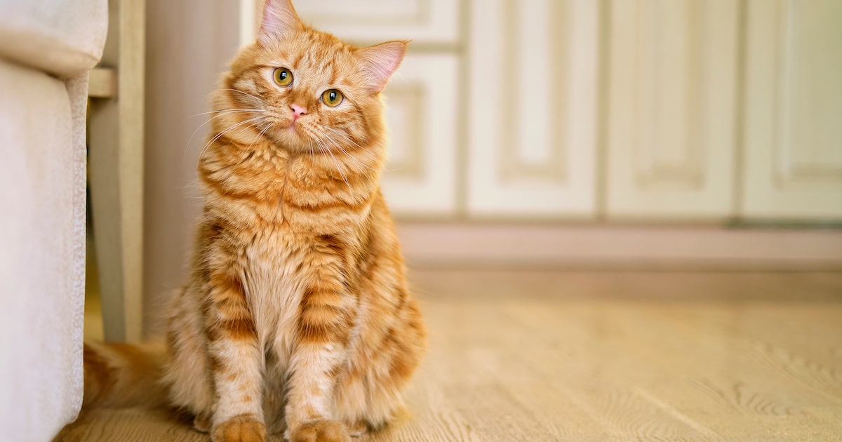 お座りねこちゃん