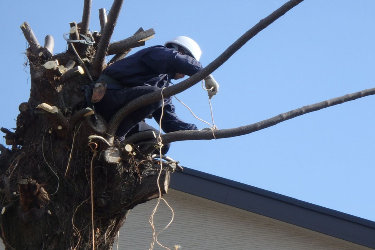 安村さんは空師ではないそうですが、木の上で太い枝を切っていました。