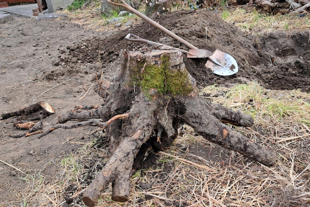 庭に幾つもあった切り株は自分で抜いています。各種道具が必要。