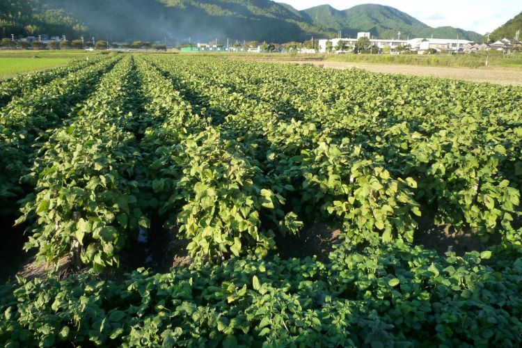 黒豆の栽培方法・育て方｜育てる時期や肥料の使い方を紹介します