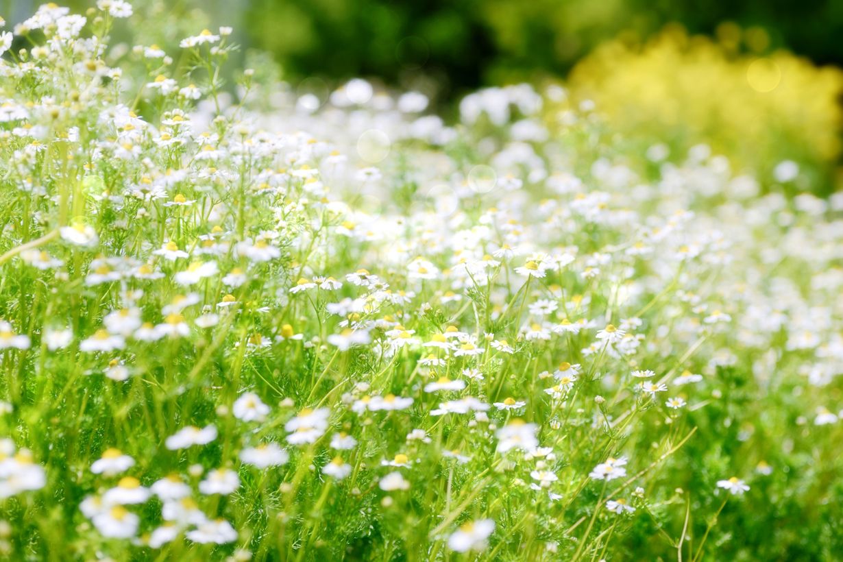 カモミールの栽培｜栽培に適した日当たりや風通し、肥料などを紹介し