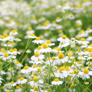 chamomile-cultivation_eye-min-