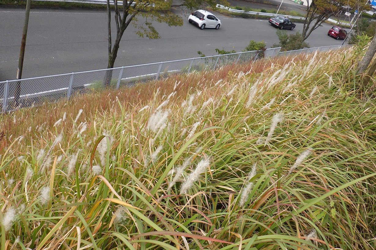 イネ科チガヤ属の雑草