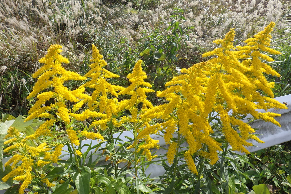 なぜ雑草は防草シートを突き破れるのか？ プロが教える防草シートの