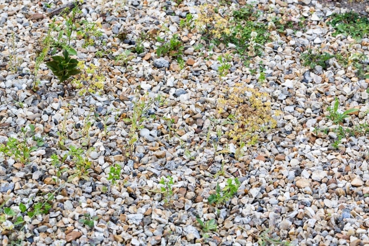 【バイヤーおすすめ】ホームセンターで購入できるおすすめの除草剤をタイプ別に紹介