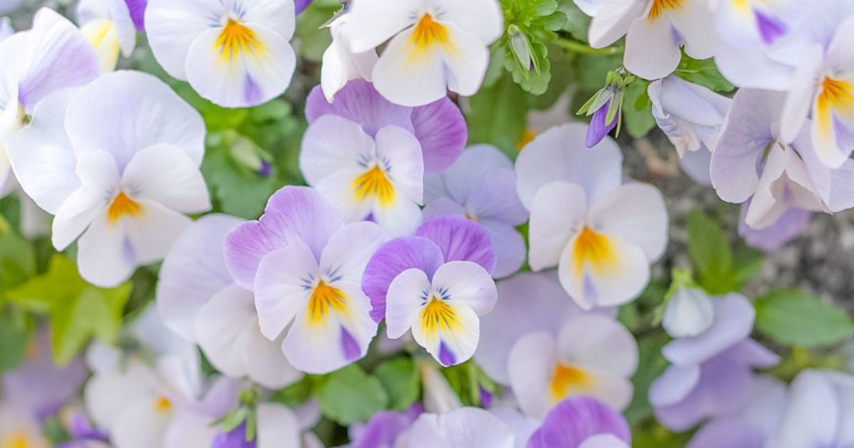 ビオラの花言葉｜色ごとの意味や由来を紹介します | となりのカインズさん