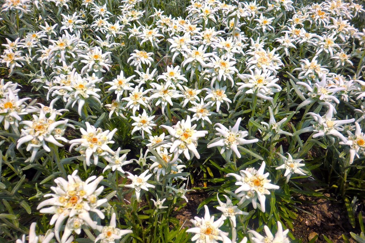 花言葉様 千日紅（センニチコウ）の花言葉｜怖い意味はある？ 由来や品種も紹介