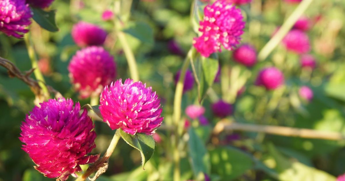 千日紅（センニチコウ）の花言葉｜怖い意味はある？ 由来や品種も紹介