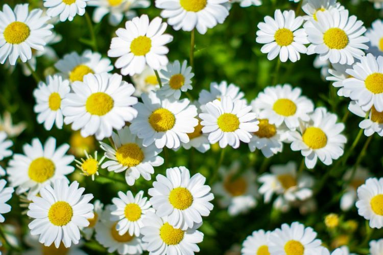 ノースポールの育て方　栽培に適した日当たりや肥料など管理方法を紹介します