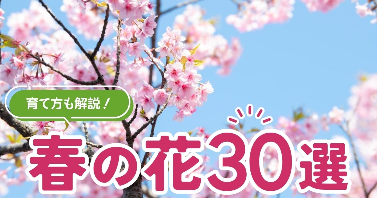 春の花｜紫やピンクなど豊富な花色！ 3月・4月・5月に咲く30選